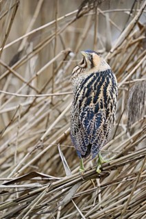 Bittern (Botaurus stellaris), camouflaged standing on reeds, Flachsee nature reserve, Canton
