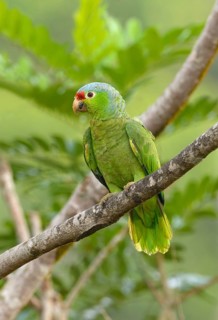 Red-fronted Parrot (Poicephalus gulielmi) at Laguna Lagarto Lodge near Boca Tapada, Costa Rica