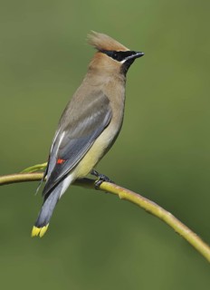 Cedar Waxwing (Bombycilla cedrorum), British Columbia, Canada