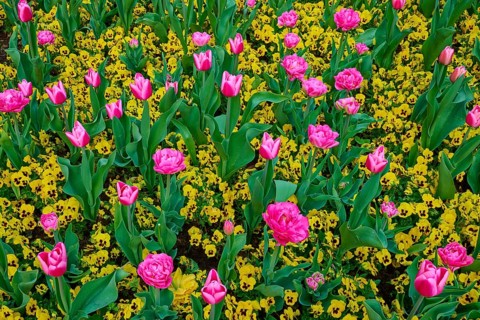 A colorful garden landscape with pink tulips and yellow flowers in full bloom, spa garden, Kurstadt