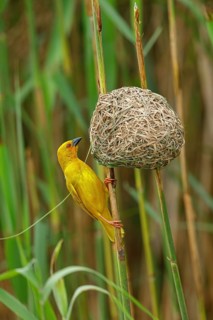 A gold weaver building a nest, iSimangaliso Wetland Park, St Lucia, KwaZulu-Natal, South Africa
