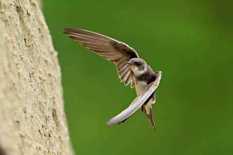 Sand martin (Riparia riparia), approaching the breeding tube, Reussegg nature reserve, Canton