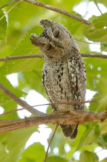 African Scops Owl (Otus senegalensis), Kruger National Park, South Africa