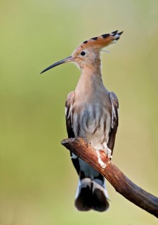 Eurasian Hoopoe (Upupa epops) perched on a branch, Aosta Valley, Italy