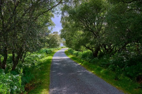 A narrow woodland path leads through lush greenery under a cloudy sky surrounded by thick trees,