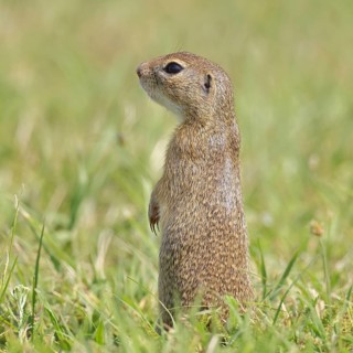 European ground squirrel (Spermophilus citellus) standing upright in a meadow, animal portrait,