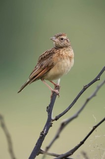 Bush Pipit (Anthus caffer), adult, on tree, perch, Pilanesberg National Park, North West Province,