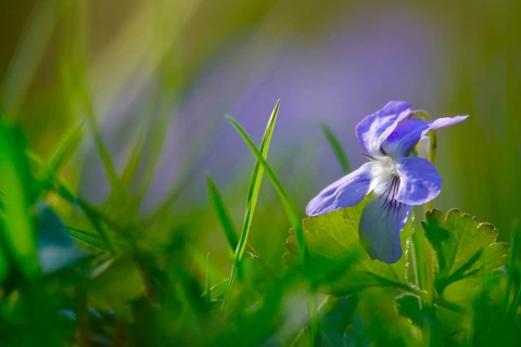 Violets in a garden, spring, Germany