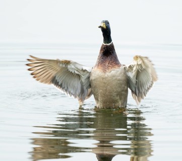 Mallard (Anas platyrhynchos), male, on a lake, flapping his wings, Lower Saxony, Germany