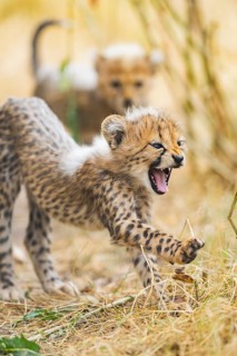 Cheetah (Acinonyx jubatus) youngster stretches and yawns, captive, occurrence Africa