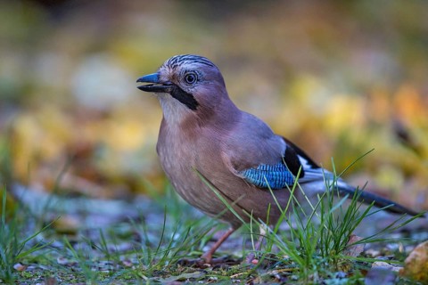 Eurasian Jay (Garrulus glandarius) perched on the ground, Bavaria, Germany