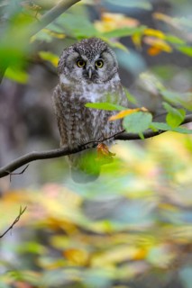Rauhfusskauz (Aegolius funereus), Boreal owl, adultes Tier, Oktober, captive, Nationalpark
