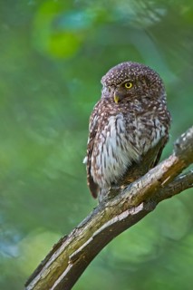 Eurasian Pygmy Owl (Glaucidium passerinum) female perched on a branch, Bavaria, Germany