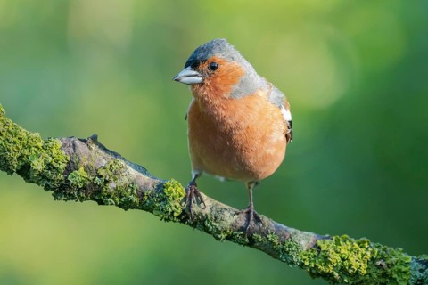 Common Chaffinch (Fringilla coelebs) male perched on a branch, Lower Saxony, Germany