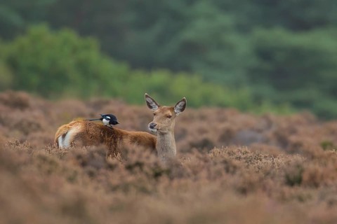 Red deer (Cervus elaphus) adult female hind animal with a Magpie bird on its back in heathland in