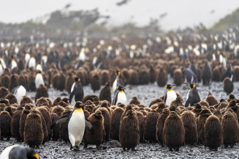 King penguins (Aptenodytes patagonicus), adult between young birds in brown down plumage, large