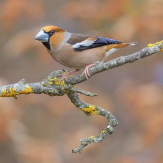 Hawfinch (Coccothraustes coccothraustes), male in breeding plumage on a lichen-covered branch,