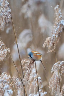 Bearded Reedling (Panurus biarmicus) male perched in reedbed, Baden-Wuerttemberg, Germany