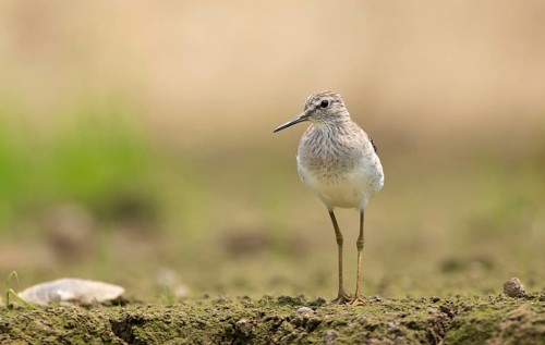 A Wood Sandpiper (Tringa glareola), sreepur, Gazipur, bangladesh