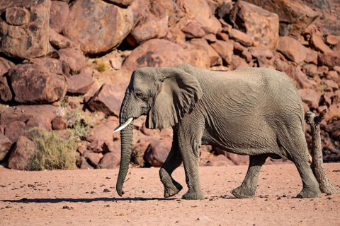 African elephant (Loxodonta africana), desert elephant, riverbed of the Ugab River, Damaraland,