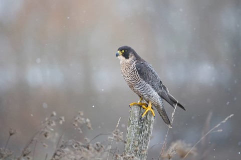 Peregrine Falcon (Falco peregrinus) female, Saxony, Germany