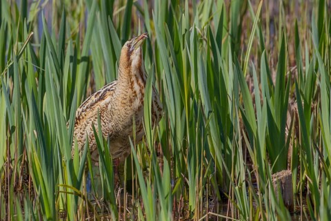 Great or Eurasian bittern (Botaurus stellaris) adult bird in a reedbed in spring, RSPB Minsmere