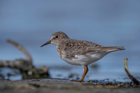 Temminck's Stint (Calidris temminckii) foraging, Schleswig-Holstein, Germany