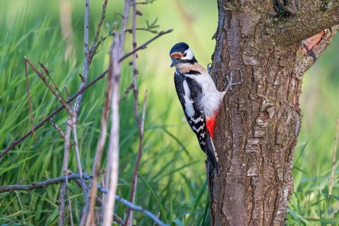 Great spotted woodpecker (Dendrocopos major) on the trunk of a cherry tree in front of a lush green