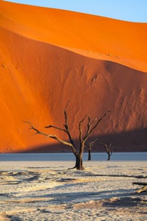 Dead camel thorn trees (Vachellia erioloba), red sand dunes, white salt pan, Dead Vlei, Sossusvlei,
