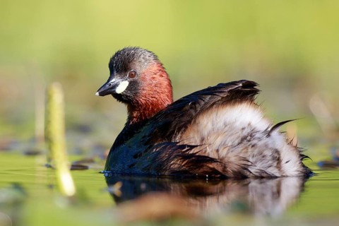 Little Grebe (Tachybaptus ruficollis), North Rhine-Westphalia, Germany
