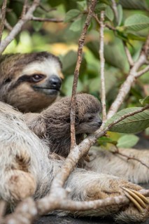 Close up of a cute baby three-toed sloth (Bradypus variegatus) resting on its mother's belly.