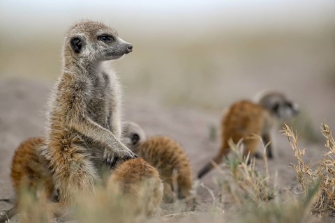 Meerkats or suricates (Suricata suricatta), mother with young, Makgadikgadi Salt Pans, Makgadikgadi