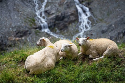 Three sheep (Ovis gmelini aries) sitting in the grass on a steep mountain meadow, Bernese Alps,