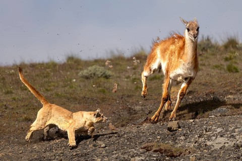 Cougar (Cougar concolor) hunting guanaco (Llama guanicoe), predator and prey in motion on rocky