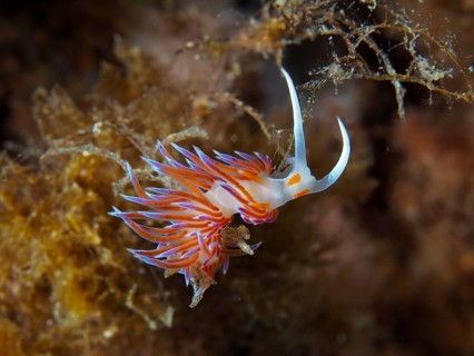 Colourful nudibranch, migratory thread snail (Cratena peregrina), in front of brown plant-like