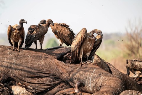 Many white-backed vultures (Gyps africanus), vultures feeding on the carcass of an elephant,