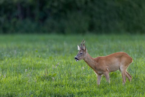 An old roebuck (Capreolus capreolus) attentively observes a conspecific on the opposite side of the