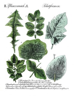 Different leaf forms in the plant kingdom, reproduction of a historical school painting, mural or