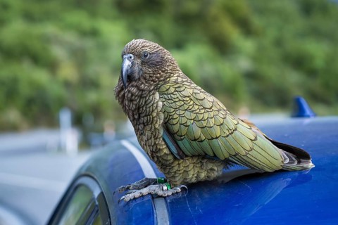 A Kea sits on a car roof. Milford Road, Fiordland National Park, Southland Region, South Island,
