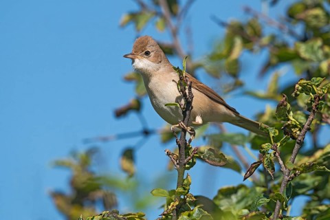 Common Whitethroat (Sylvia communis) perched on a branch, Aosta Valley, Italy