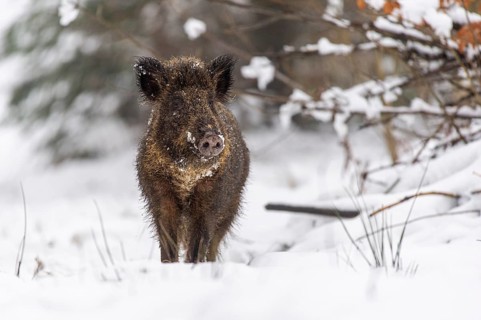 Wild boar (Sus scrofa) in the snow, Melle, Lower Saxony, Germany