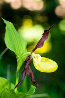 Orchids, Lady's slipper, (Cypripedium calceolus), Lower Saxony, Federal Republic of Germany