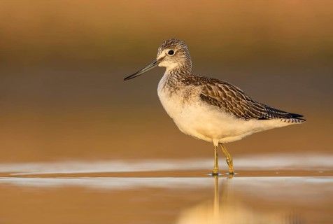 Common Greenshank (Tringa nebularia) foraging, Poland