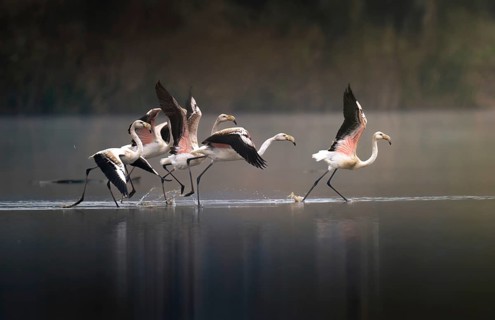 Pink flamingos (Phoenicopterus roseus), group taking off, Canton Aargau, Switzerland