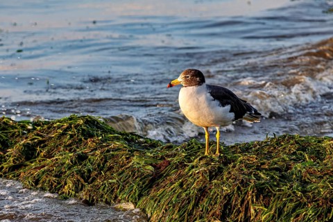 A seagull stands on seaweed on the beach with waves in the background at sunset, a Belcher's gull