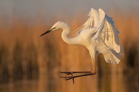 Great Egret (Ardea alba) landing, Subotica, Serbia