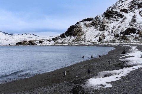 Gentoo penguins (Pygoscelis papua) and Antarctic Fur Seals (Arctocephalus gazella) on the pebble