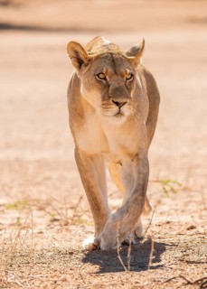 Lioness (Panthera leo) walking towards camera, Kgalagadi Transfrontier National Park, Northern