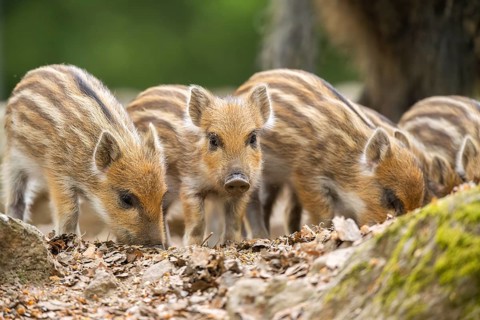 Wild boar (Sus scrofa) piglets standing in a forest, Bavaria, Germany