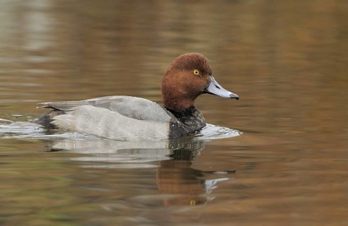 Redhead (Aythya americana) male, British Columbia, Canada